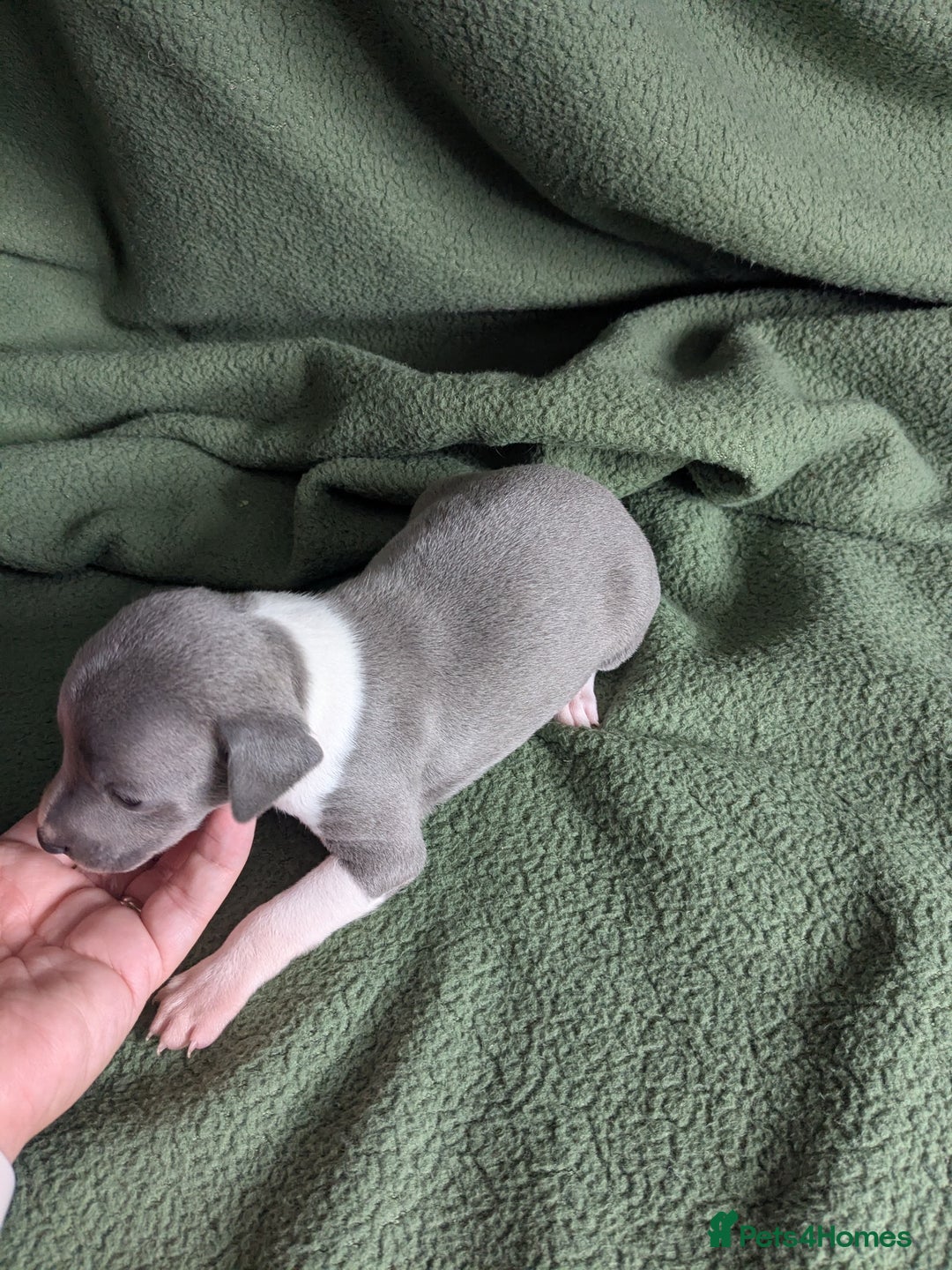 Italian Greyhound dogs for sale: Beautiful KC registered ITALIAN GREYHOUNDS  - Image 15