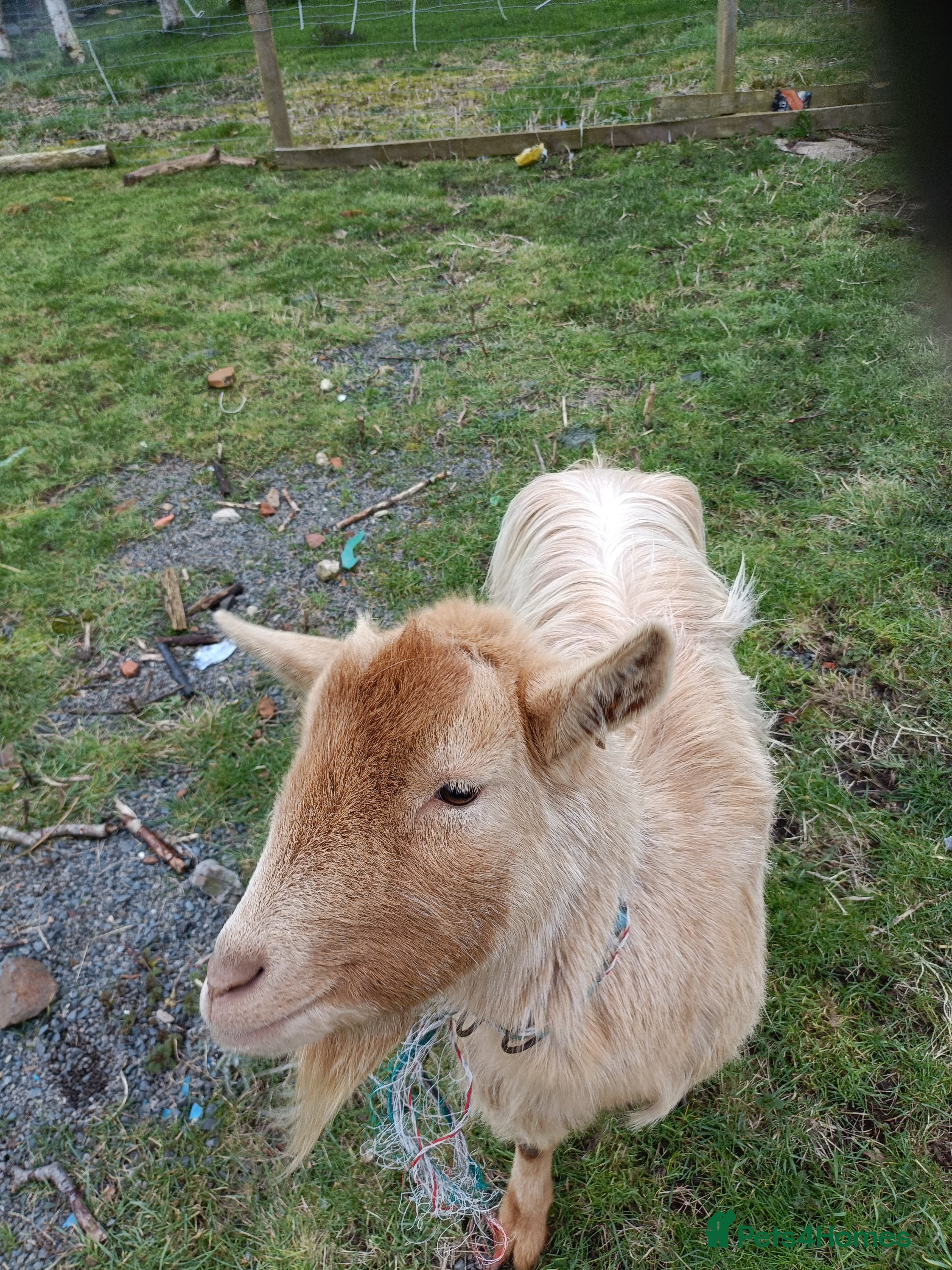 Goats livestock Friendly goats for sale  in Northallerton - Advert 4