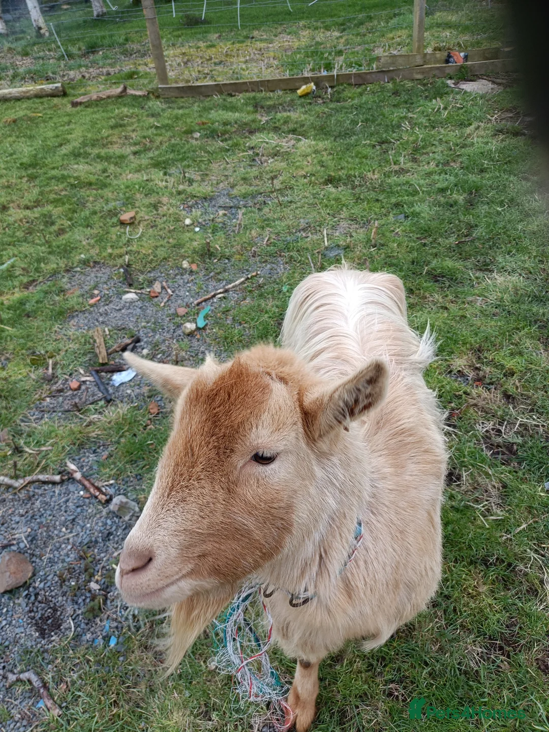 Goats livestock for sale: Friendly goats for sale  in Northallerton - Advert 1