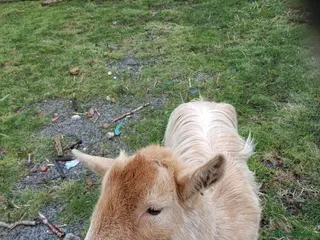 Goats livestock Friendly goats for sale in Northallerton - Advert 4