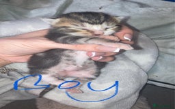 Mixed Breed cats for sale: BengalXTabby kittens LAST BOY LEFT NOW - Image 6