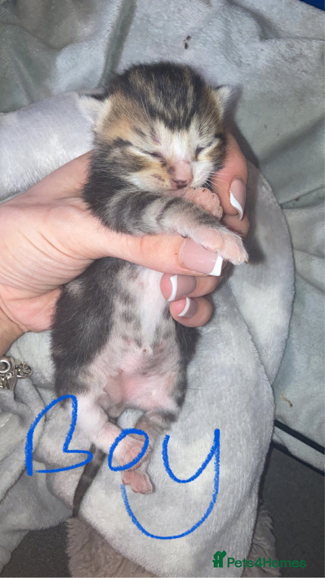 Mixed Breed cats for sale: BengalXTabby kittens LAST BOY LEFT NOW - Image 6