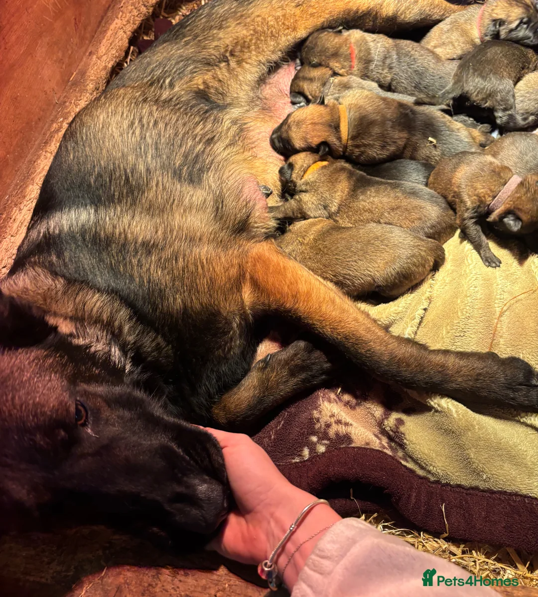 Belgian Shepherd Dog dogs for sale: True to type Belgian Malinois Pups  - Advert 14
