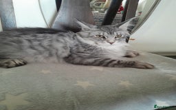 Maine Coon cats for sale: black silver classic tabby polydactyl girlTICA MC - Advert 3