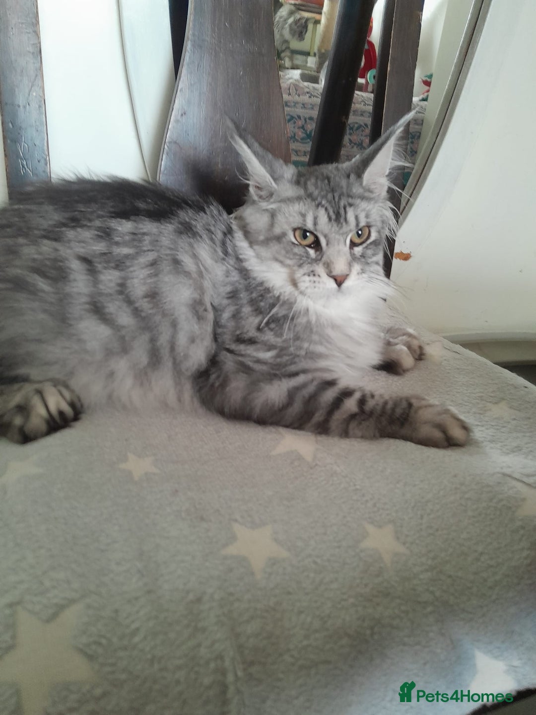 Maine Coon cats for sale: black silver classic tabby polydactyl girlTICA MC - Advert 3