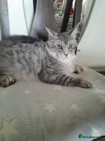 Maine Coon cats black silver classic tabby polydactyl girlTICA MC - Advert 5