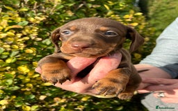 Miniature Dachshund dogs for sale: Kc reg mini dachshunds - Image 12