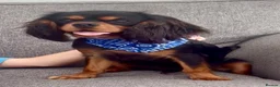 Cavalier King Charles Spaniel dogs for sale: KC Registered KCCS B&T boy for sale  - Advert 13