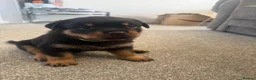 Rottweiler dogs for sale: Rottweiler pups  - Advert 24