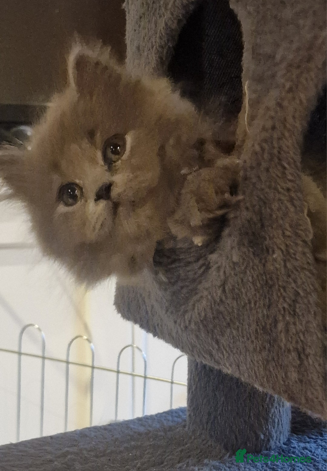 British Longhair cats for sale: Blue & Lilac Gorgeous British longhair kittens - Image 22