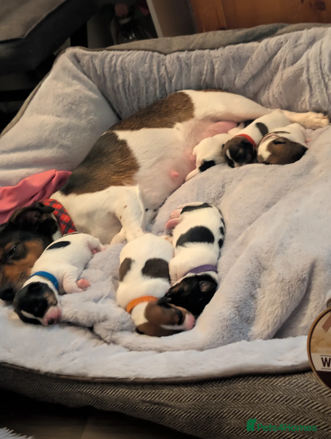 Jack Russell dogs for sale: 🐶 Jack Russell Boys – Ready Monday 23rd Feb🐶 - Advert 5