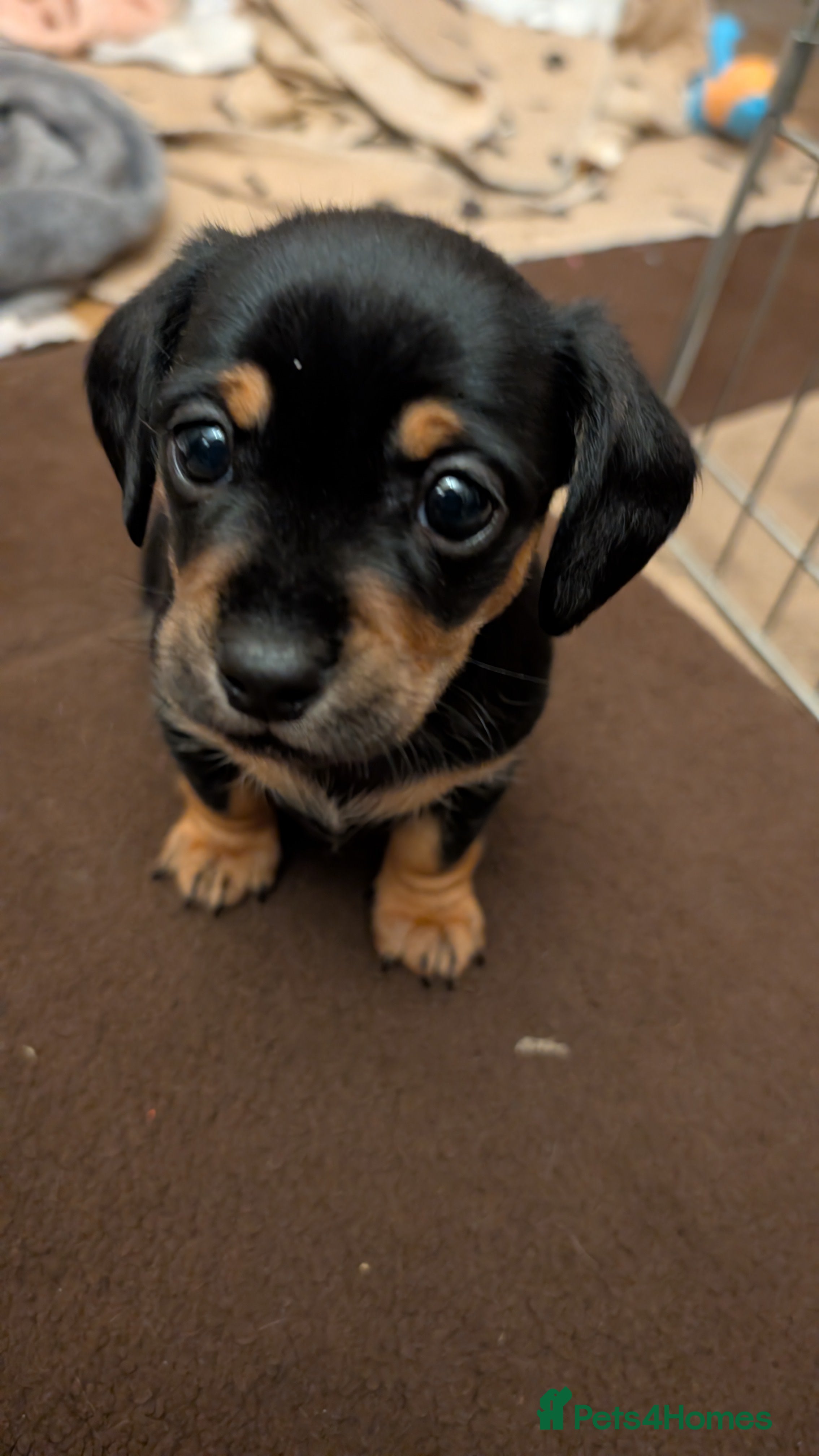 Mixed Breed dogs 3 beautiful male miniature dachshunds mix - Advert 6