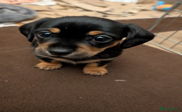 Mixed Breed dogs 3 beautiful male miniature dachshunds mix - Advert 5