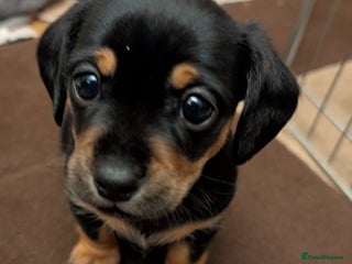 Mixed Breed dogs 3 beautiful male miniature dachshunds mix - Advert 4