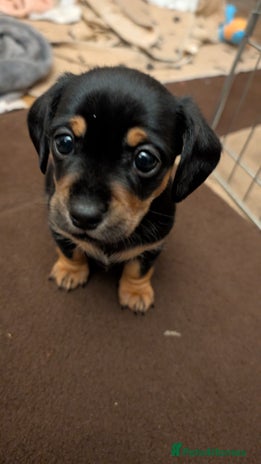 Mixed Breed dogs 3 beautiful male miniature dachshunds mix - Advert 5