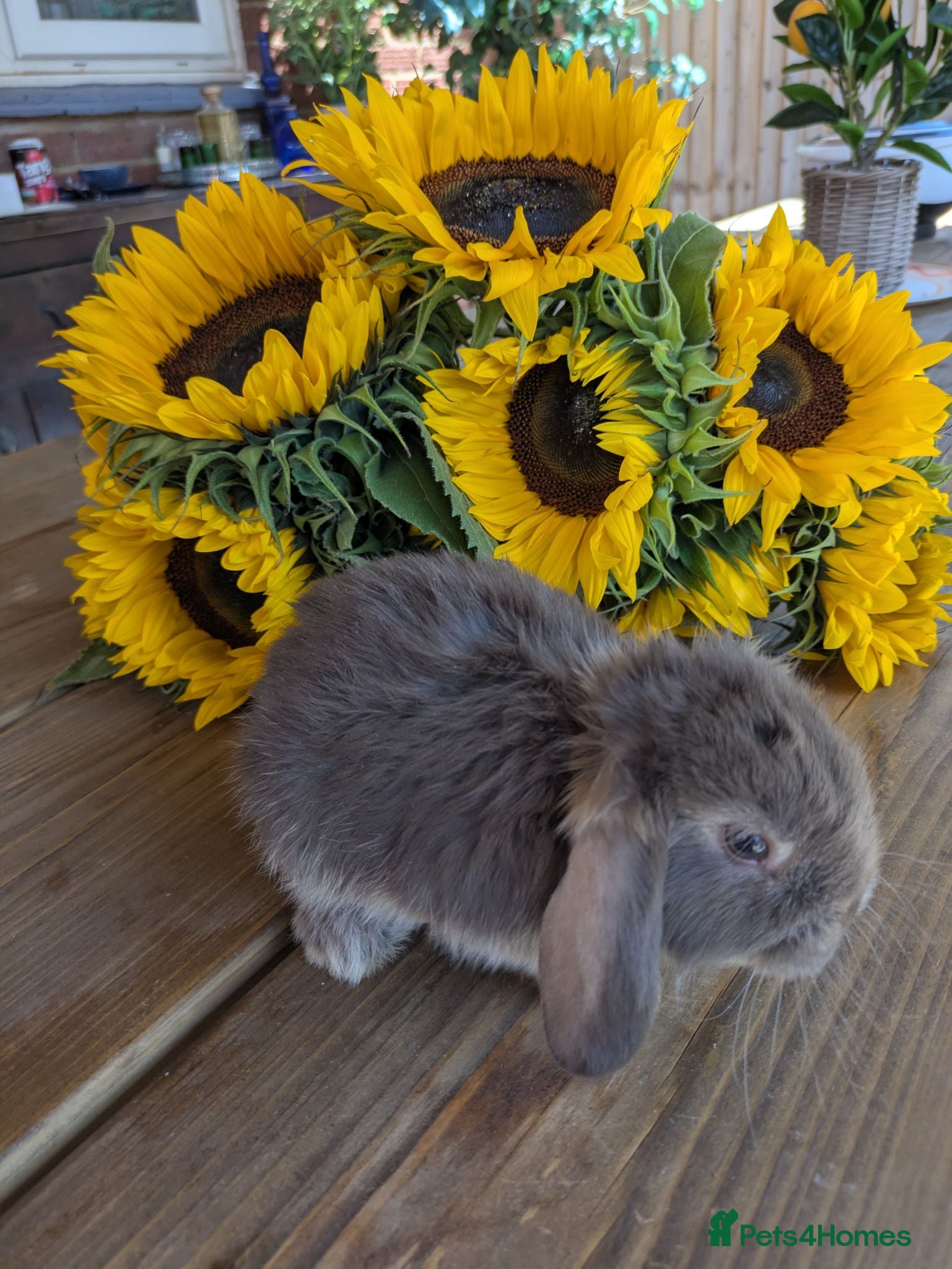English Lop rabbits Mini lop cross holland lop rabbits - Advert 13