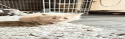 Mixed Breed cats for sale: 5 kittens  - Advert 16