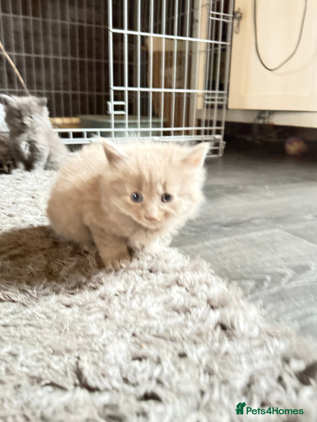 Mixed Breed cats for sale: 5 kittens  - Advert 16