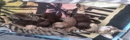 Mixed Breed cats for sale: 4 Bengal Cross kittens  - Advert 2