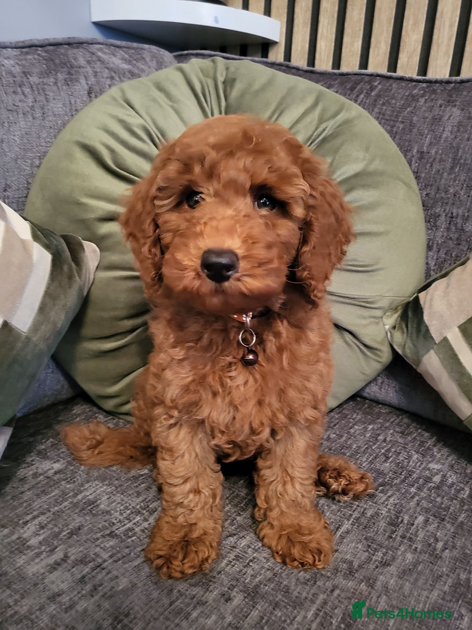 Miniature Poodle dogs KC Registered miniature poodle (last boy) - Advert 2