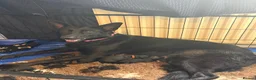 German Shepherd dogs for sale: German shepherd pups  in Redditch - Advert 28