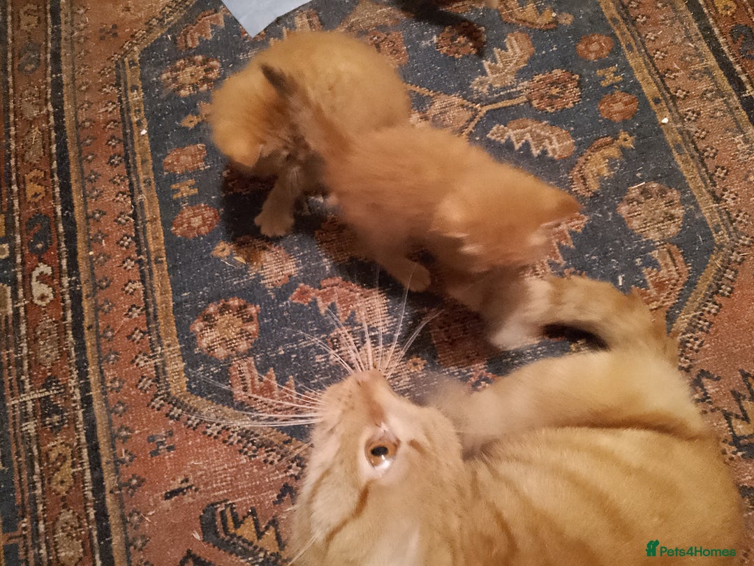 Mixed Breed cats for sale: Adorable ginger kittens  - Advert 4
