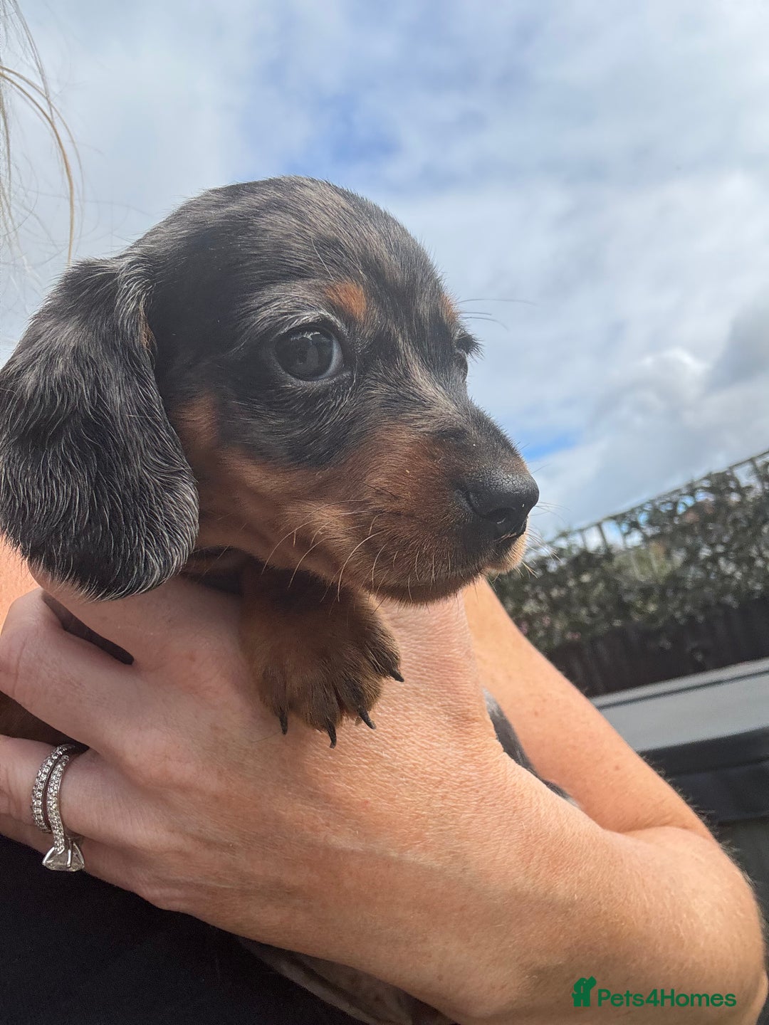 Miniature Dachshund dogs for sale: Beautiful kc registered miniature dachshunds  - Image 24