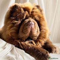Chow Chow dogs 🏆One truly scrumptious teddy bear boy left🏆 - Advert 14