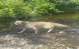 Golden Retriever dogs for stud: Beautiful English Cream Golden Retriever  - Image 3