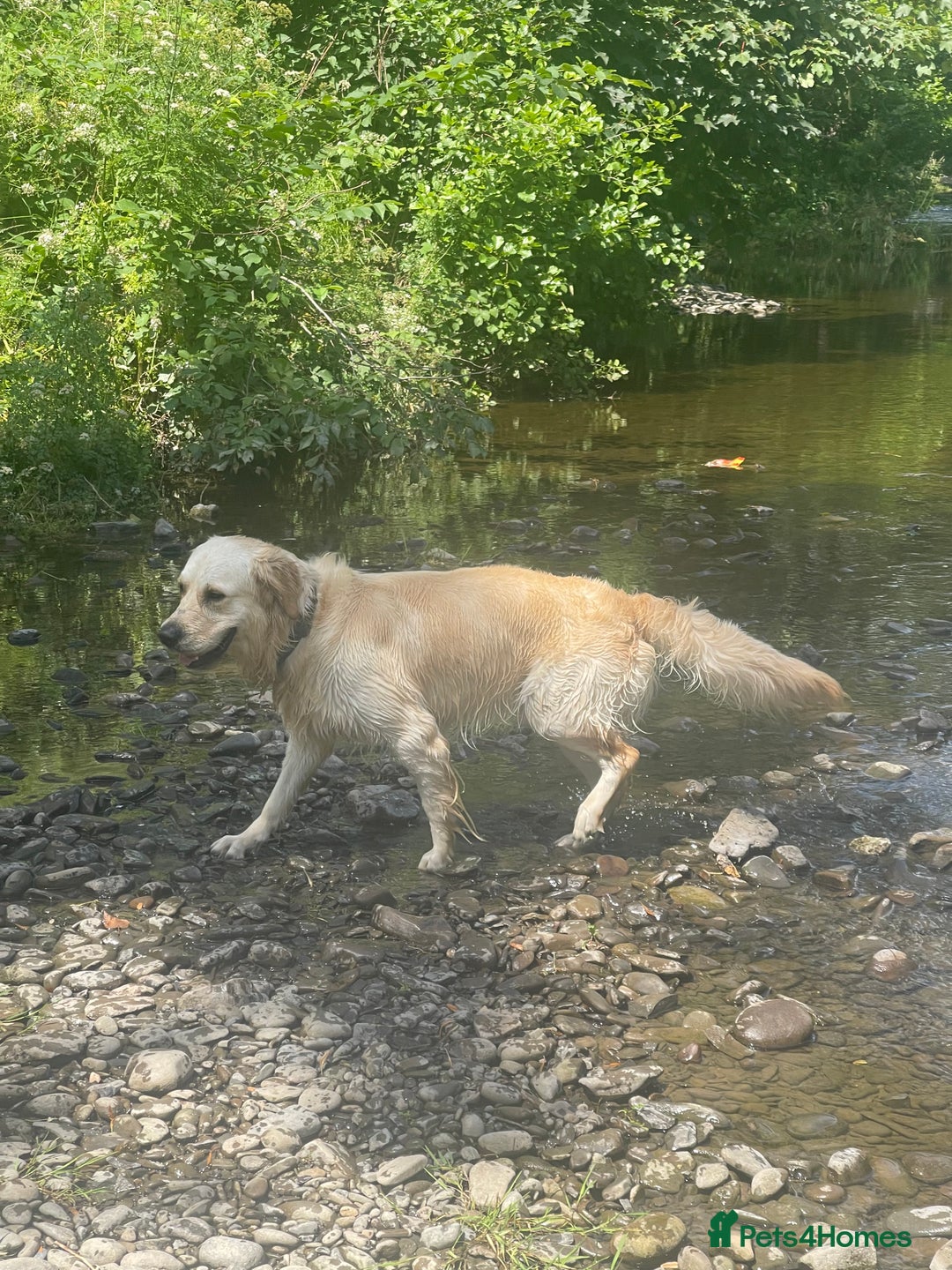 Golden Retriever dogs for stud: Beautiful English Cream Golden Retriever  - Image 3