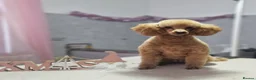 Toy Poodle dogs for sale: Toy poodle puppies  - Advert 2