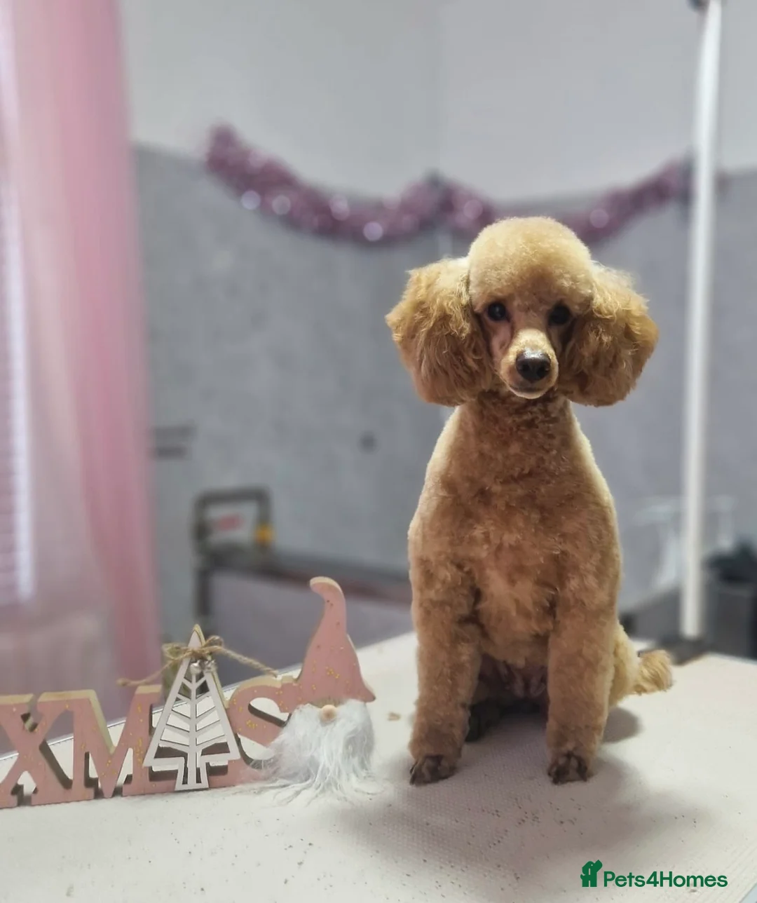 Toy Poodle dogs for sale: Toy poodle puppies  - Advert 2