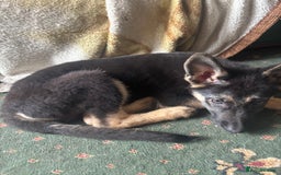German Shepherd dogs for sale: German shepherd  - Image 2