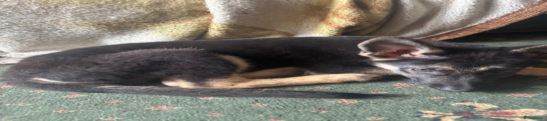 German Shepherd Puppy 1