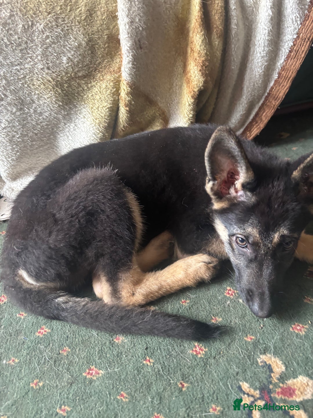 German Shepherd dogs for sale: German shepherd  - Image 2