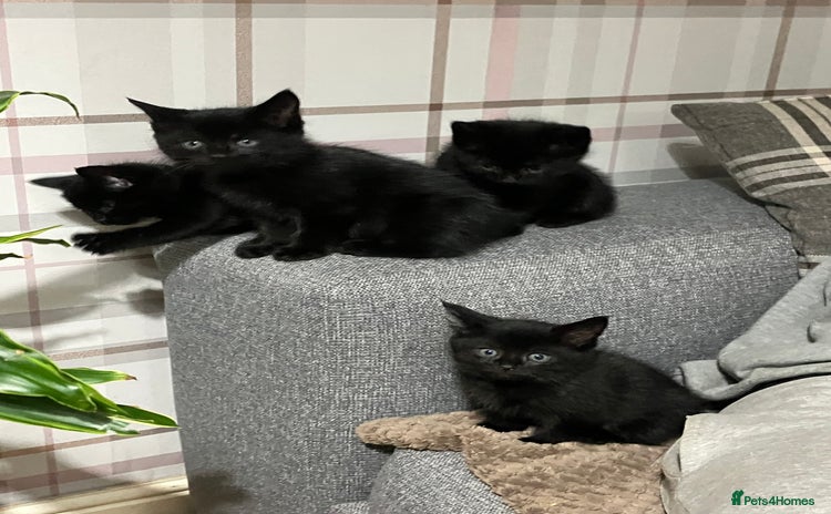 Mixed Breed cats - Advert 1