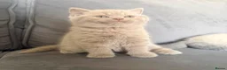 British Shorthair cats for sale: 💙2 gorgeous boys available 💙 - Advert 2