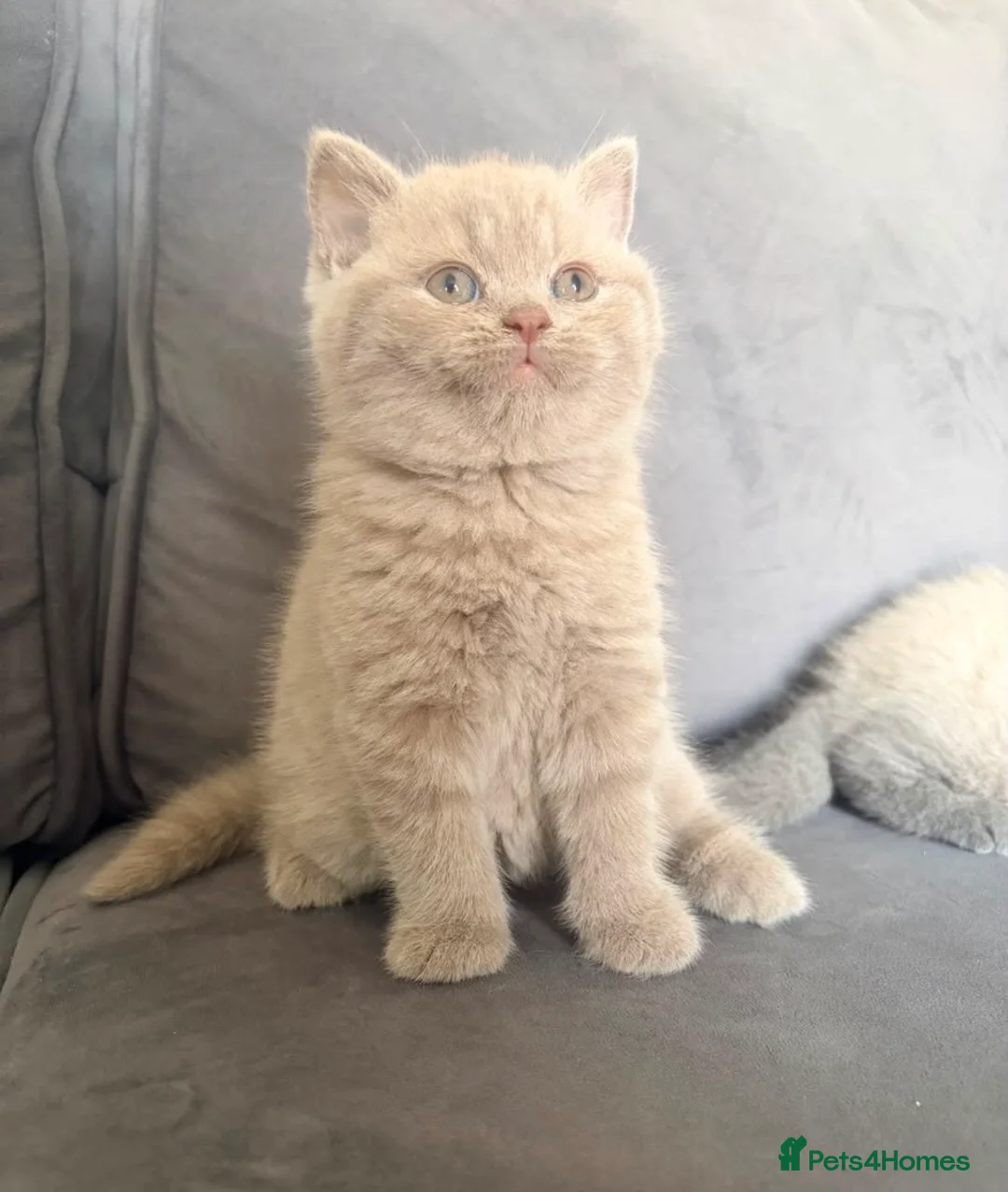 British Shorthair cats for sale: 💙2 gorgeous boys available 💙 - Advert 2