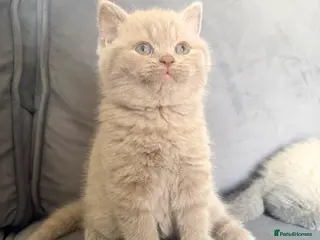 British Shorthair cats READY NOW 💙1 gorgeous boy available 💙 - Advert 4