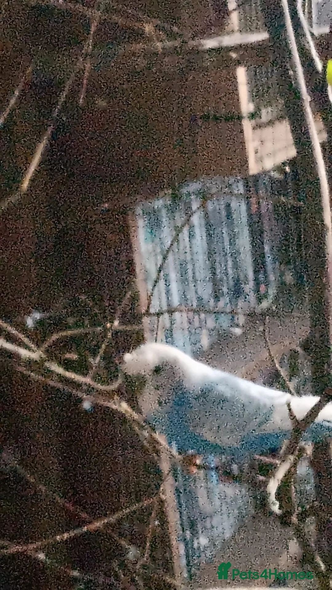 Budgerigars birds for sale: 3 adult boy budgies  - Advert 2