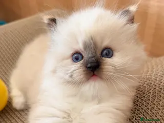 Ragdoll cats GCCF REGISTERED DNA TESTED PARENTS - Advert 6