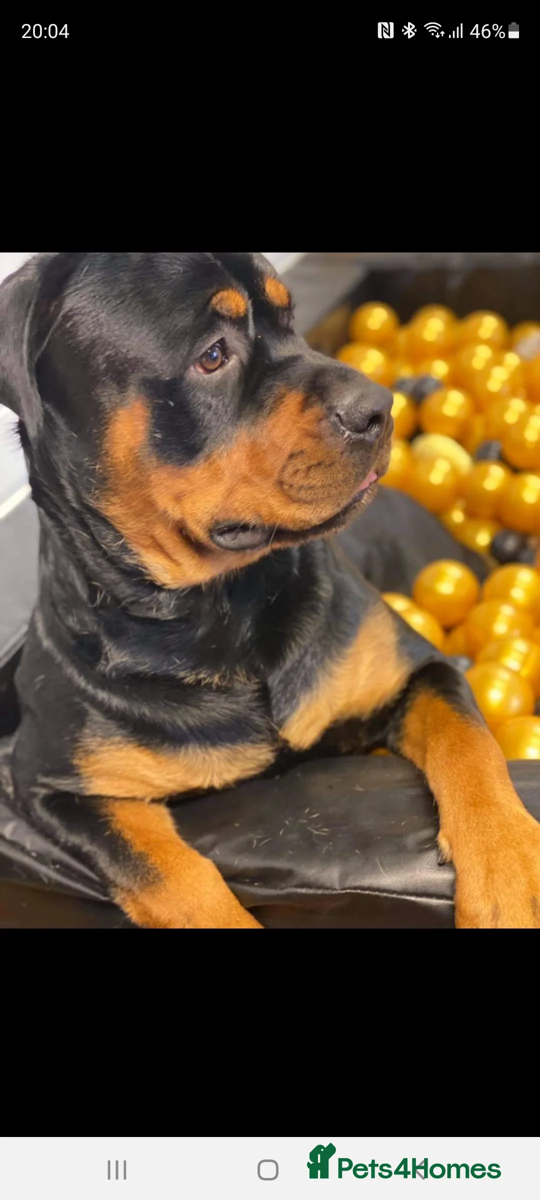 Rottweiler dogs for stud: Bruno the Rottweiler Stud Services in Wrexham - Advert 9