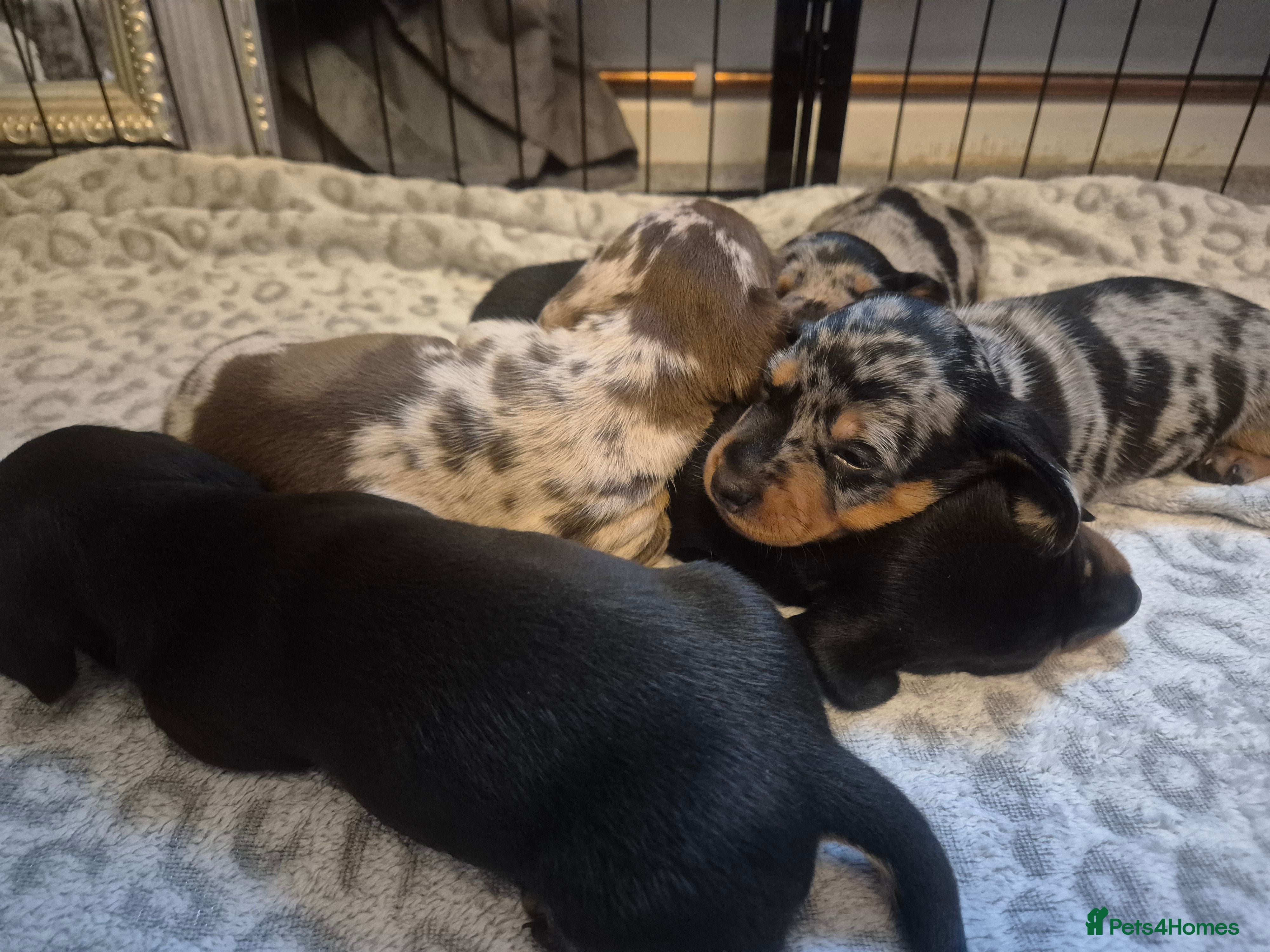 Miniature Dachshund dogs 🐾KC Champion Lines Miniature Dachshund Puppies 🐾 - Advert 12