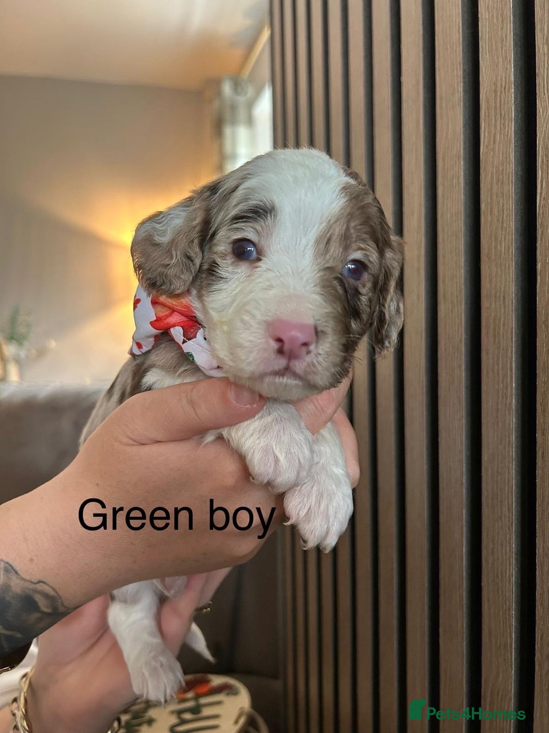 Cocker Spaniel dogs for sale: Cocker spaniel merle puppies - Image 17