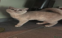 British Shorthair cats for sale: Ready nowBeautiful lilac tortie kitten - Image 2