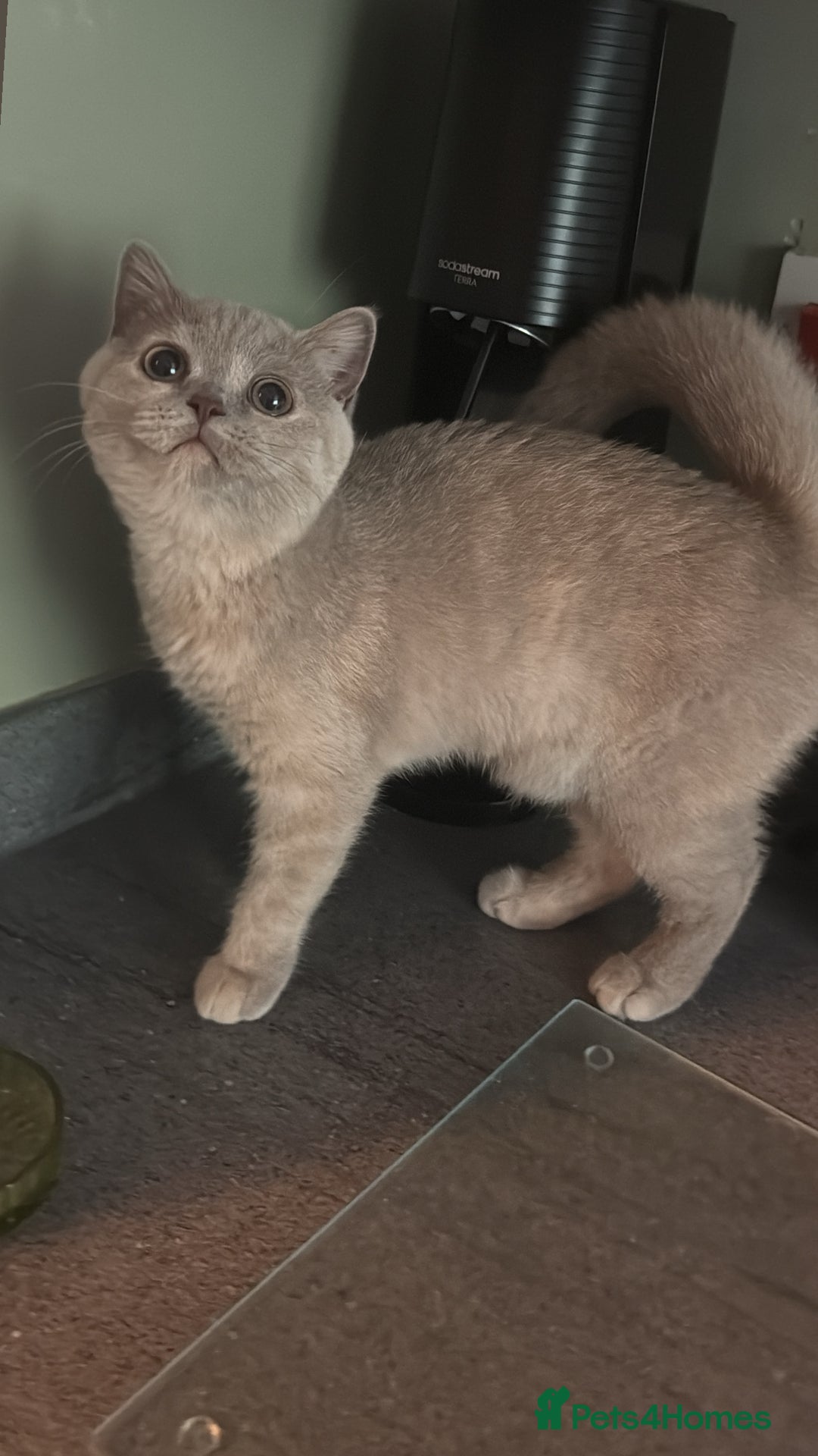 British Shorthair cats for sale: Ready nowBeautiful lilac tortie kitten - Image 2