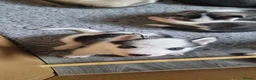 Siberian Husky dogs for sale: Siberian Husky puppies for sale. in Wick - Advert 7
