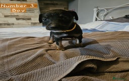 Mixed Breed dogs for sale: BEAUTIFUL LURCHER PUPPIES - Image 5