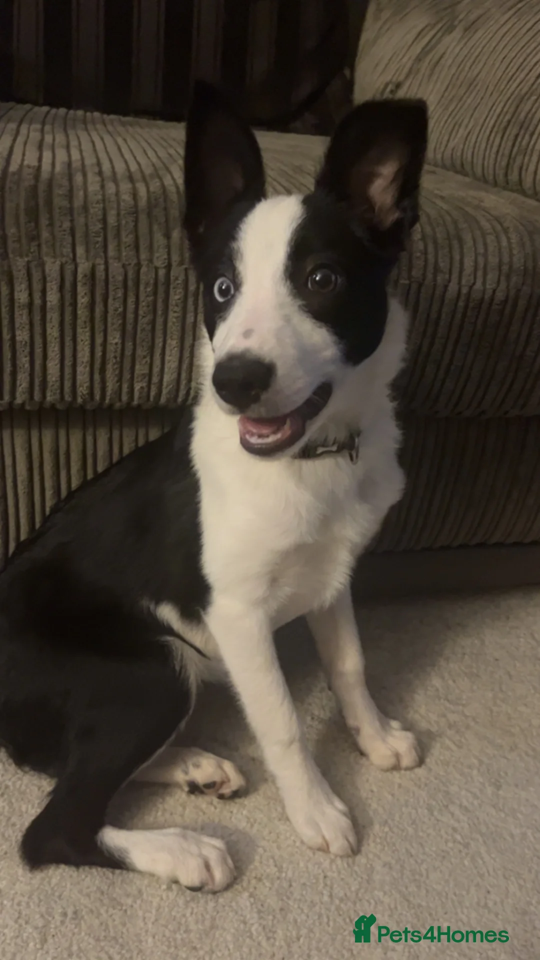 Border Collie dogs for sale: Bluey (Border Collie) in Blackpool - Advert 7