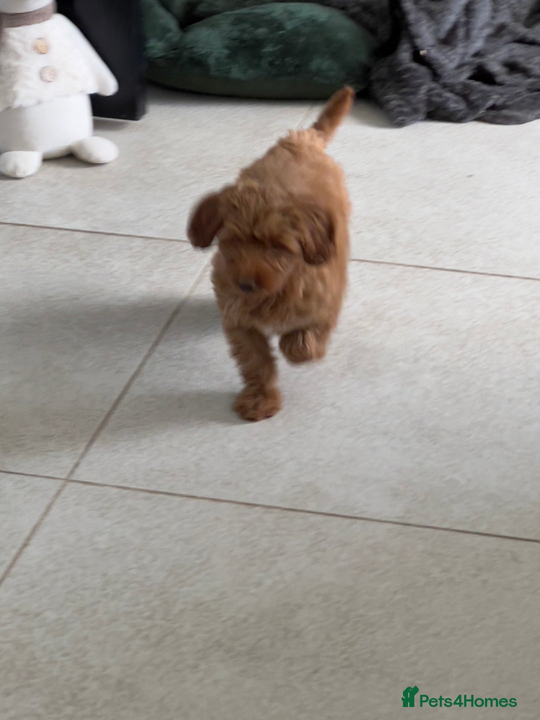 Mixed Breed dogs for sale: Cockapoo  - Advert 4